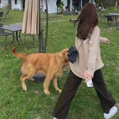 萌犬好声音4